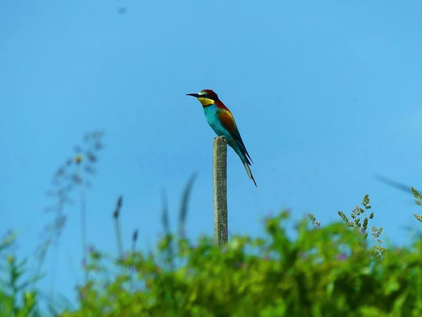 Holiday House Podhamer Boris