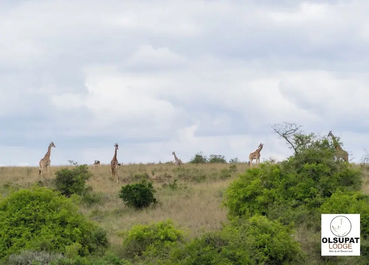 Olsupat Lodge Kenya