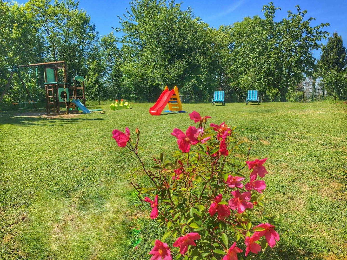 La Rosa Tra Le Vigne