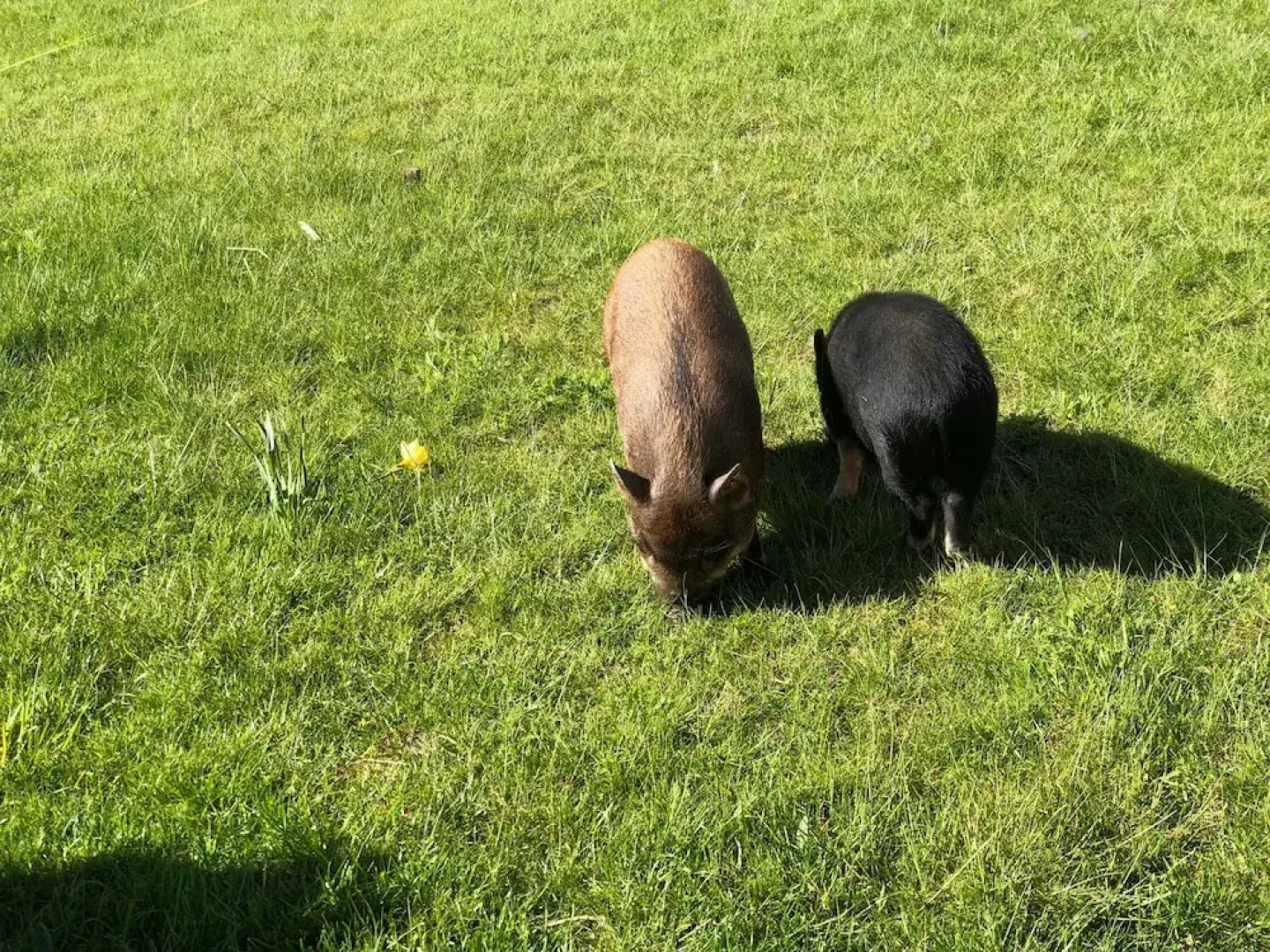 Pensionat Lugn&Ro&Minizoo