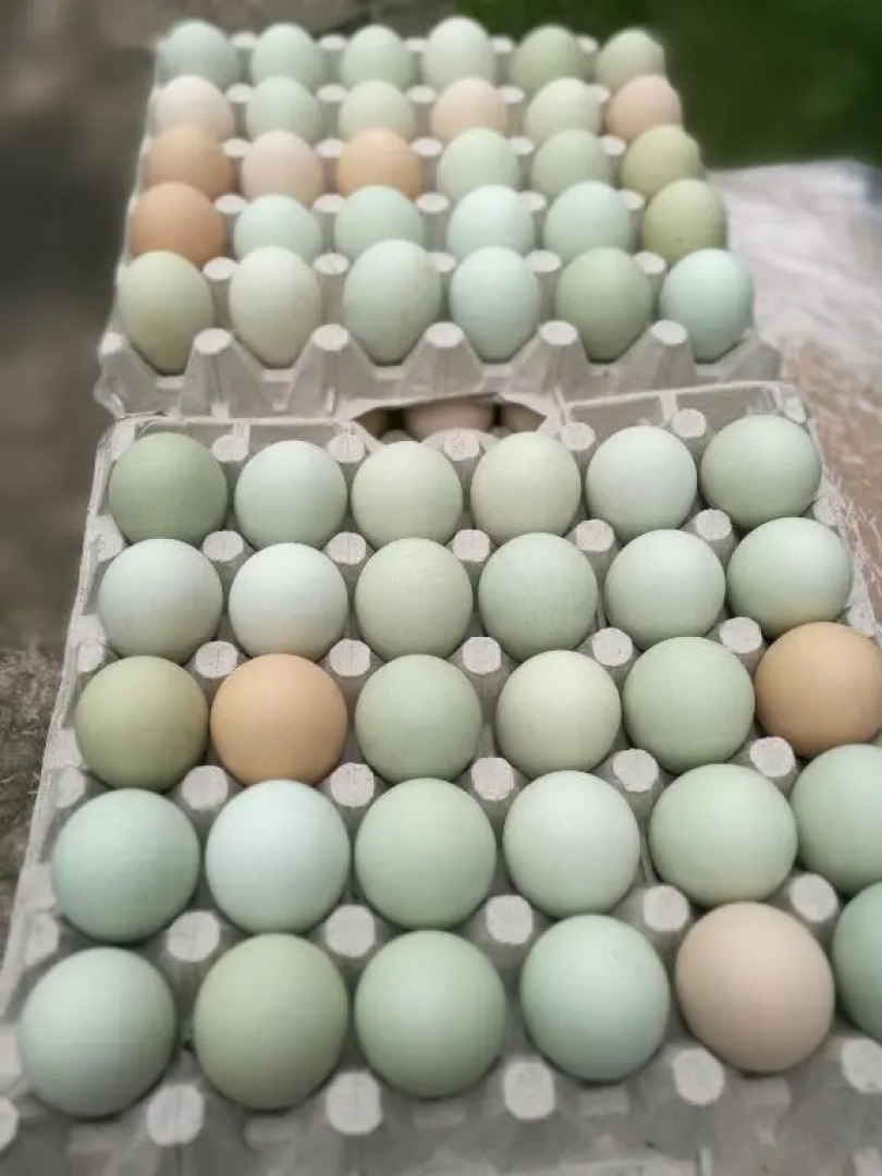 Gościniec Bocianowo