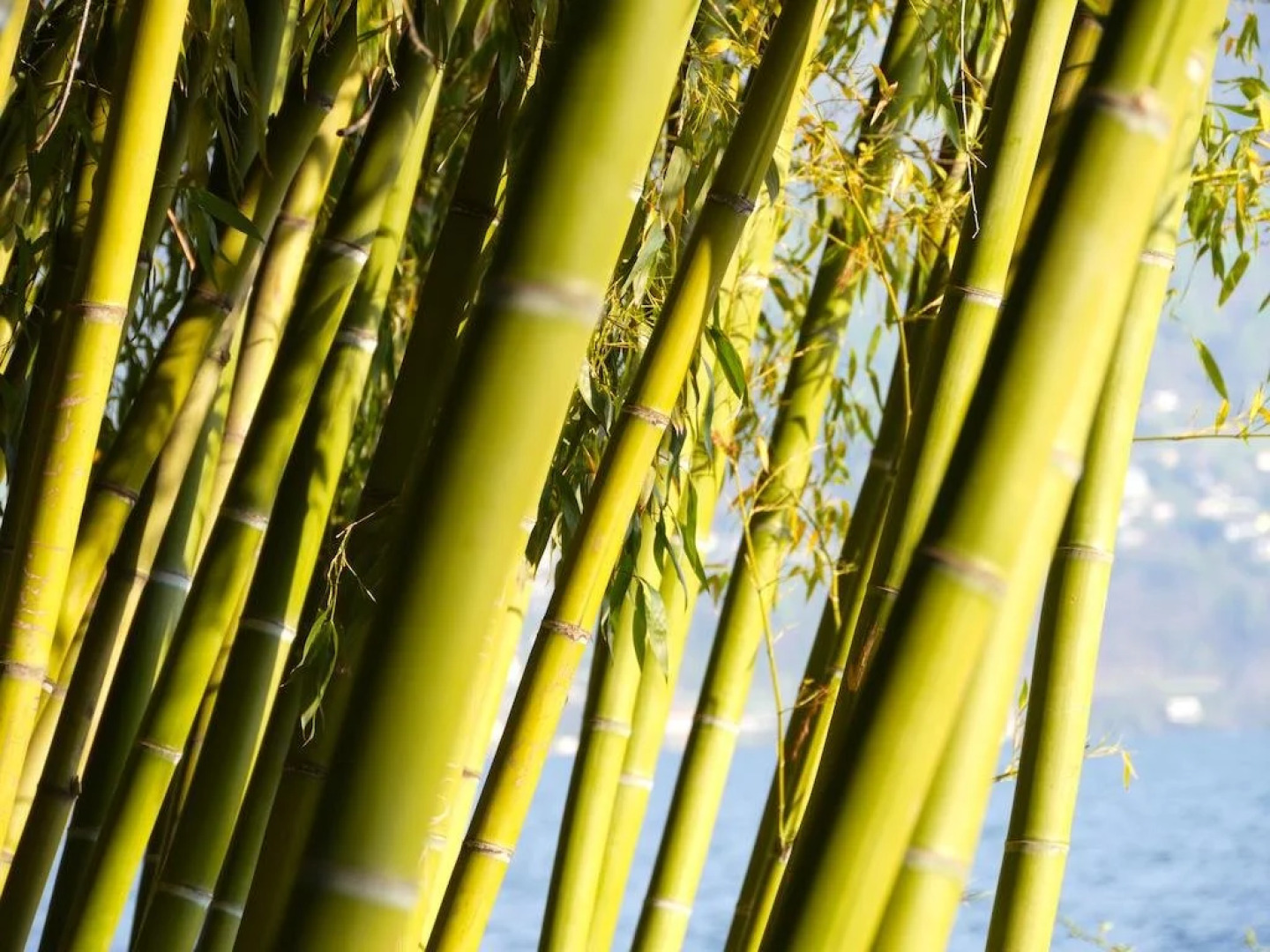 Hotel Villa Emden Isole di Brissago