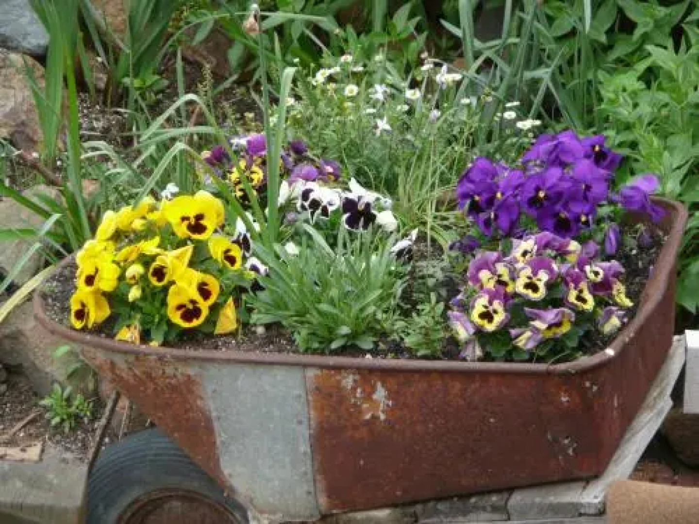 Wisteria Lodge Bed and Breakfast