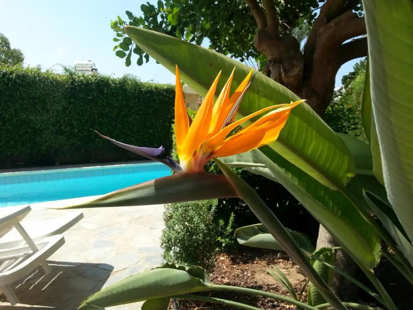 Kissonerga Apartment