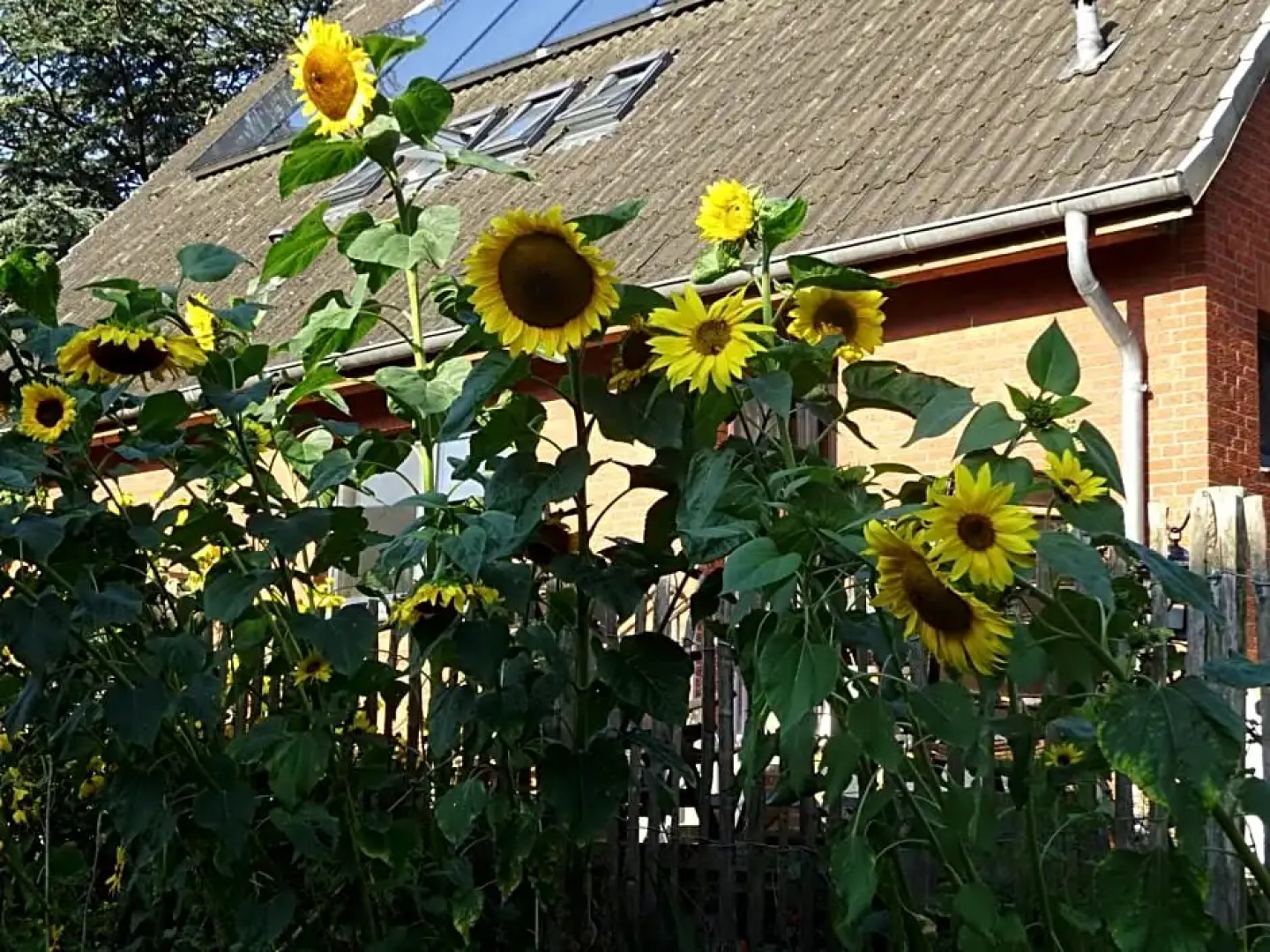 Peanuts Hostel & Meer