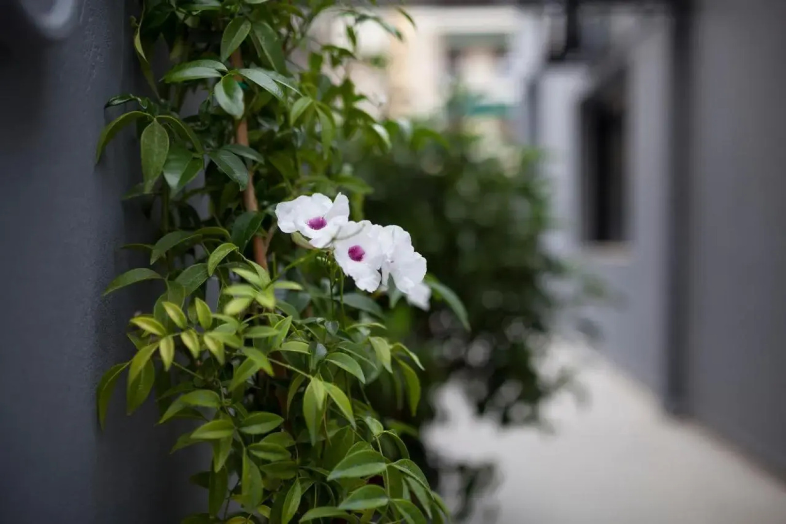 Spacious flat with courtyard and private parking!