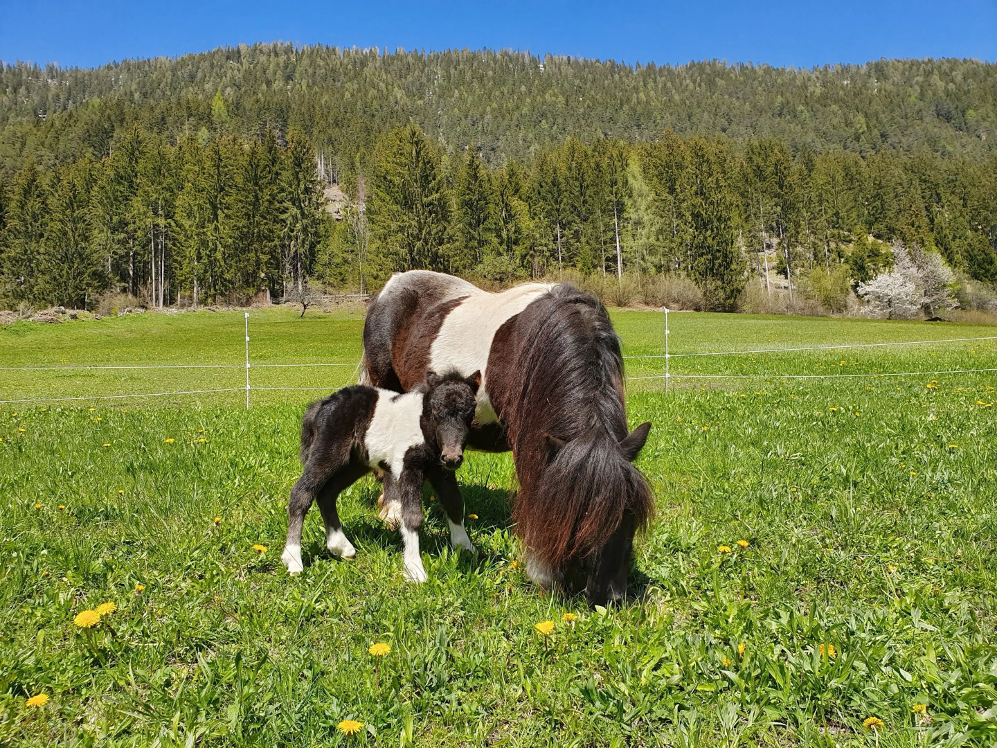 Ferienhof Obergasser & Pension Bergblick