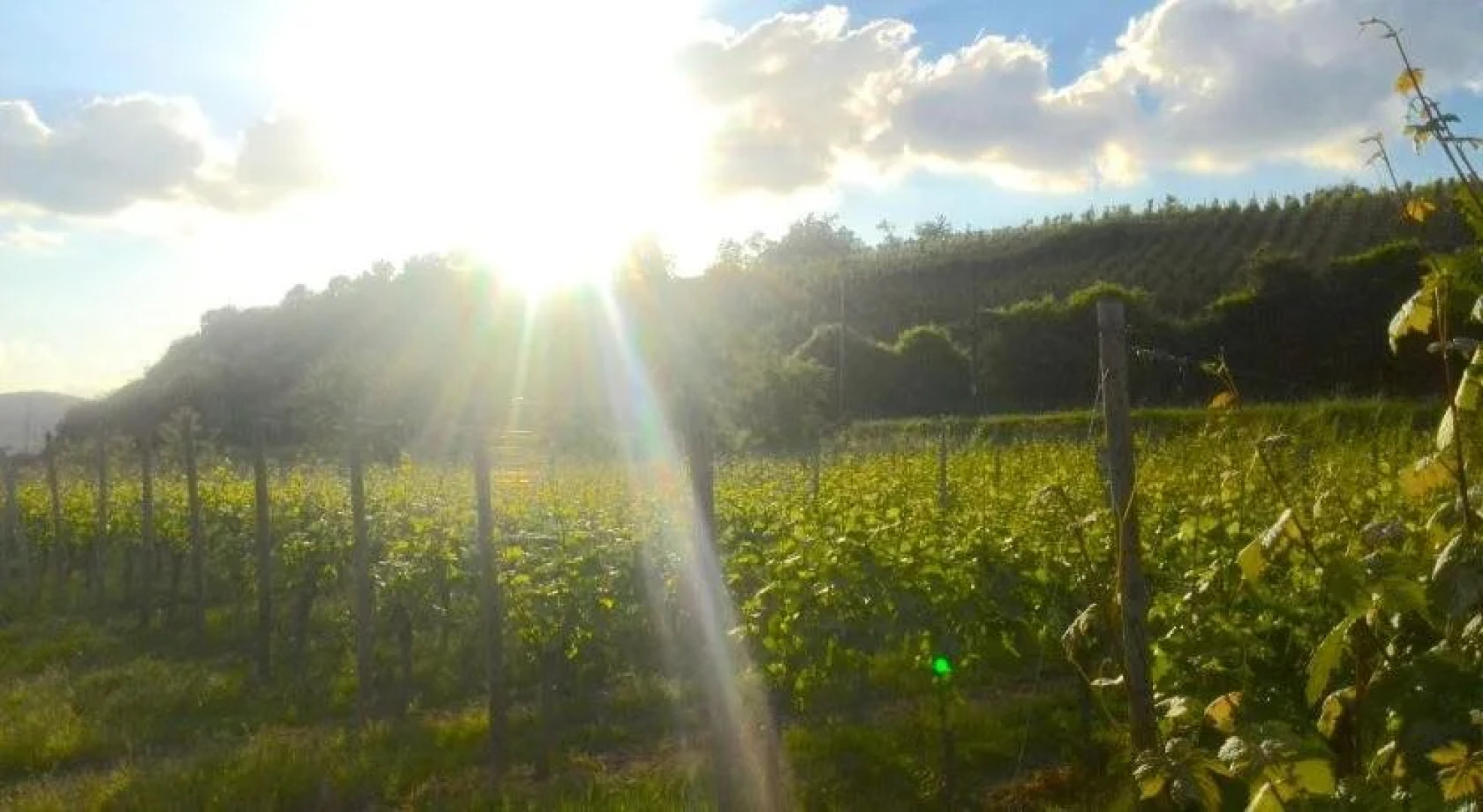 Waldherberge Moselblick