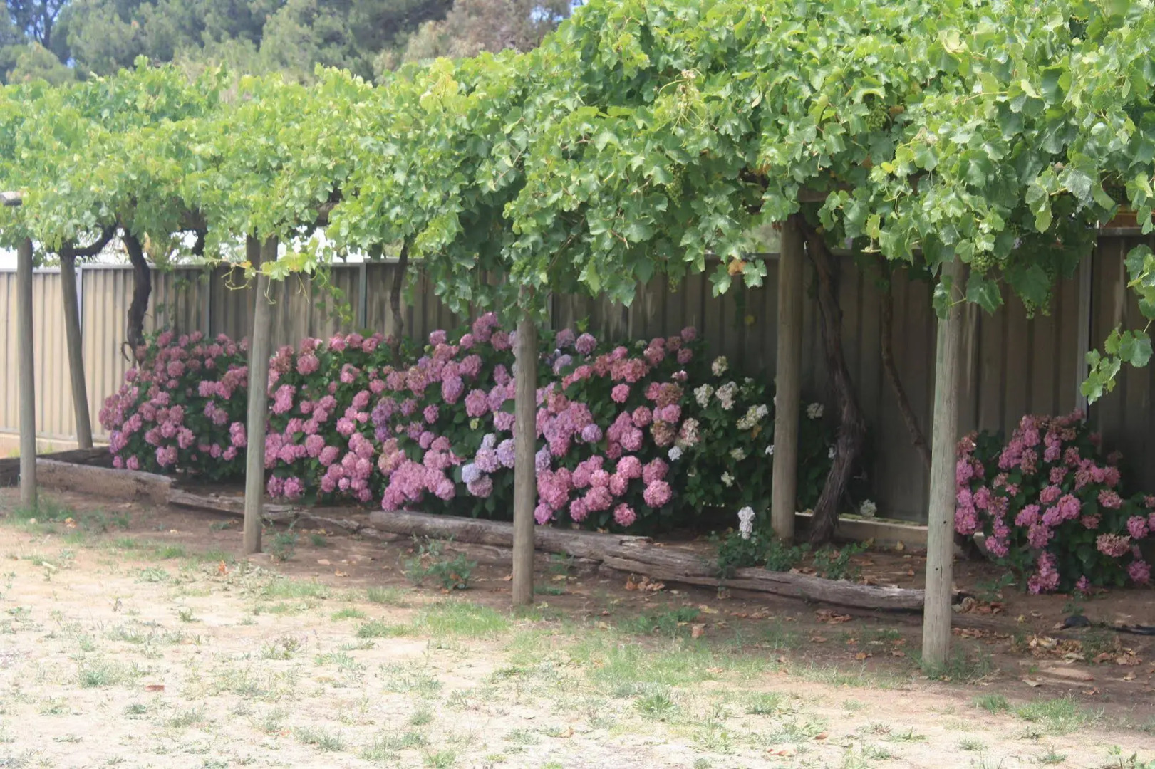 Angaston Vineyards Motel