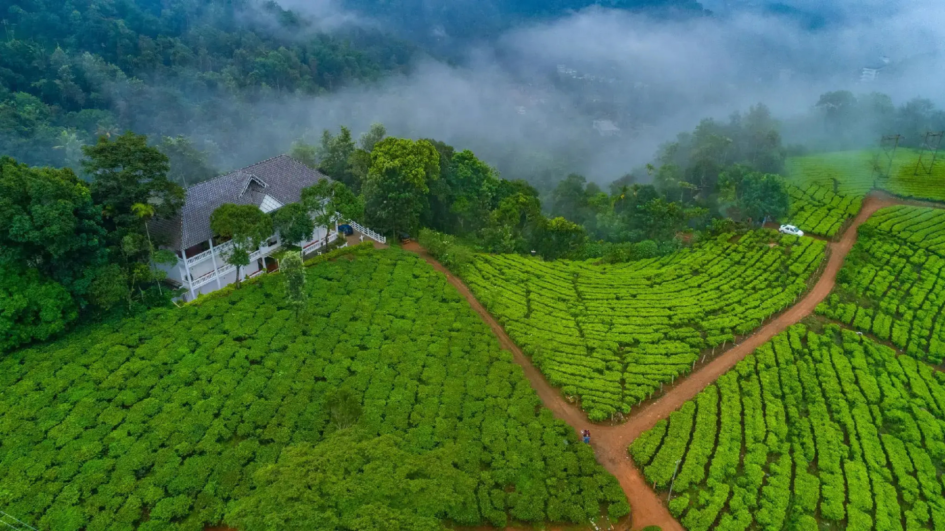 Tea Harvester Munnar