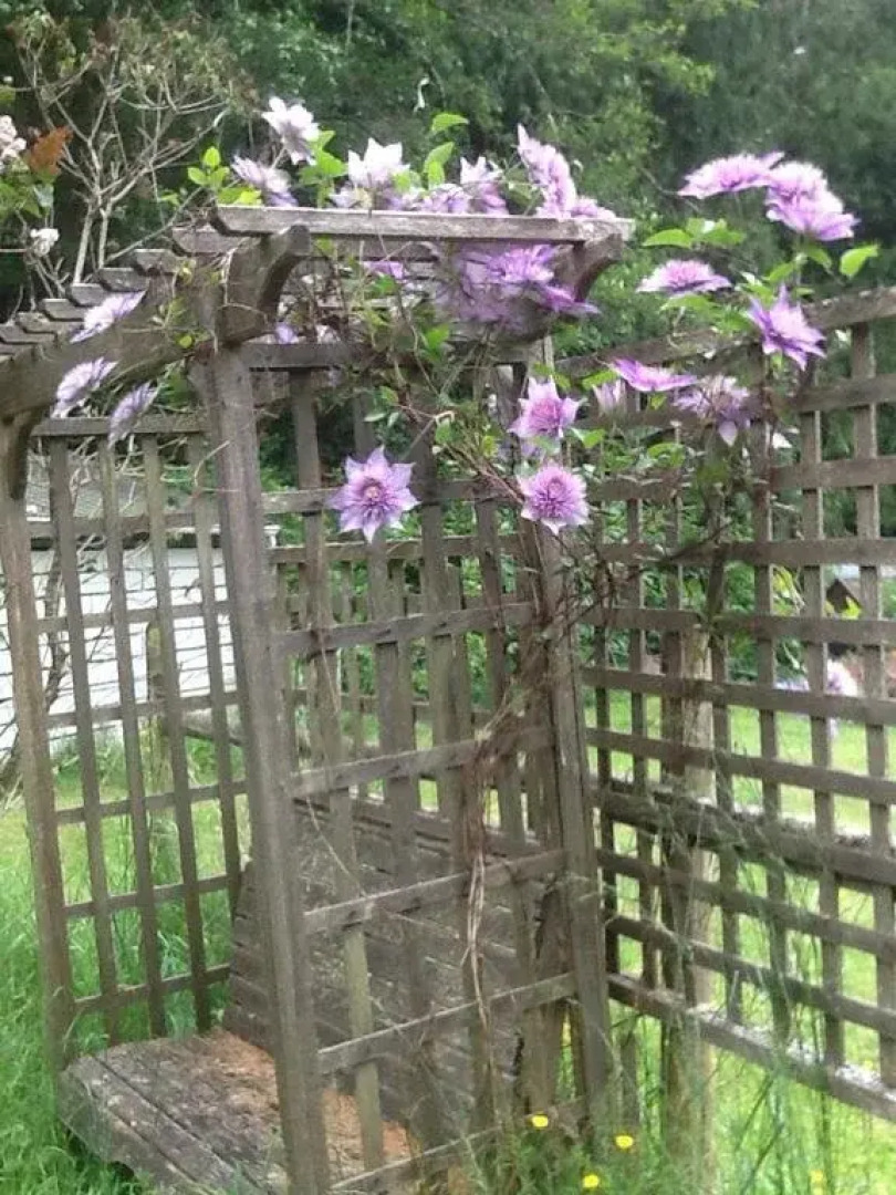 Wisteria Honeymoon Cottage - Suite of Angels