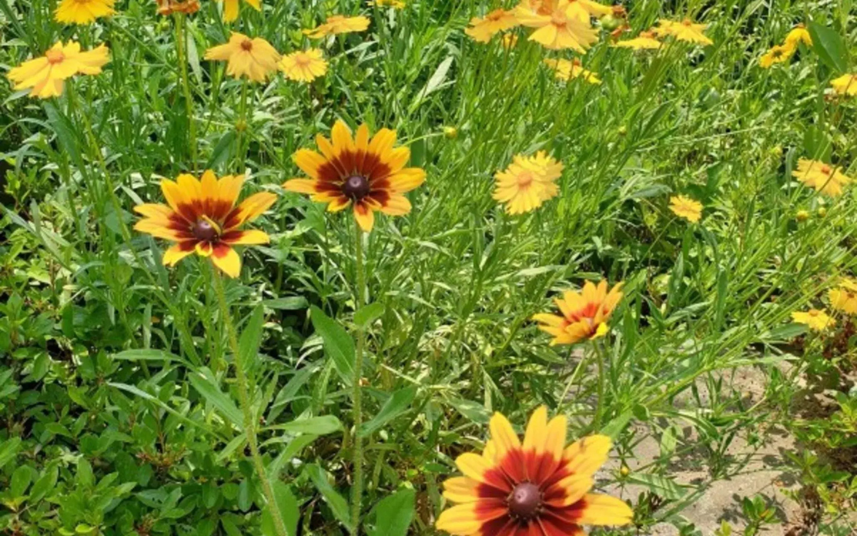Yangpyeong Hayandohwaji Pension