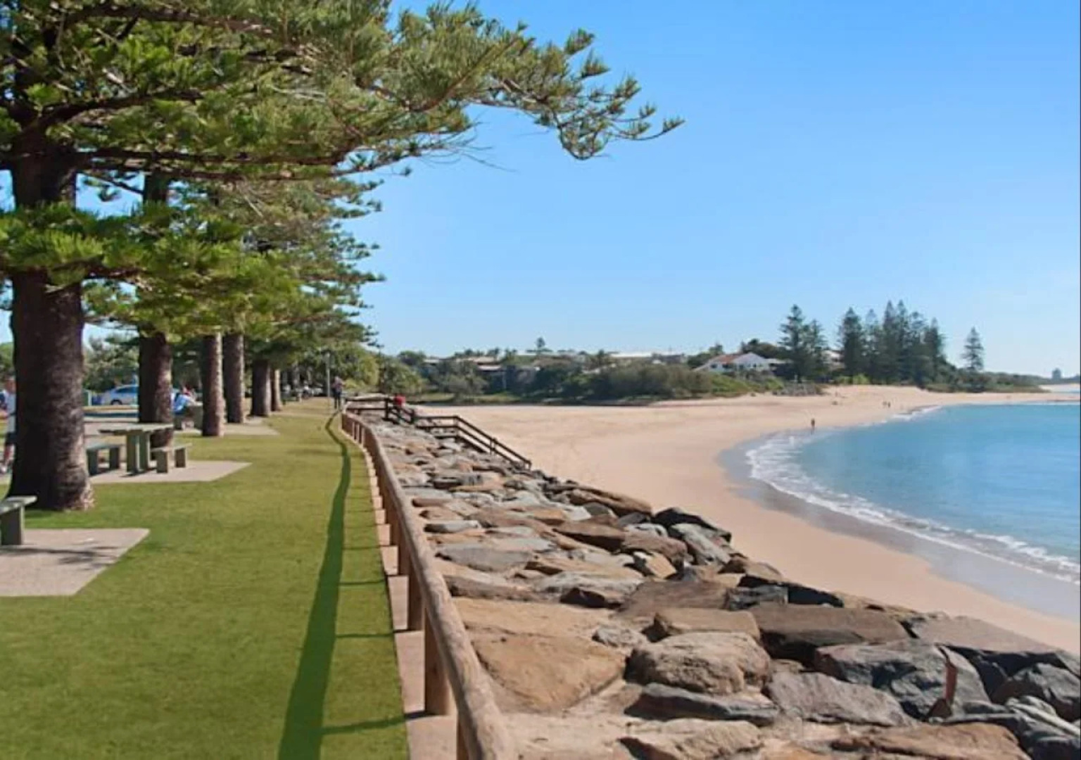 Norfolks on Moffat Beach