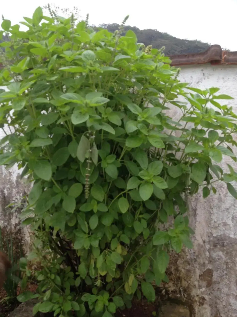 Casa Próxima à Praia Da Cocanha