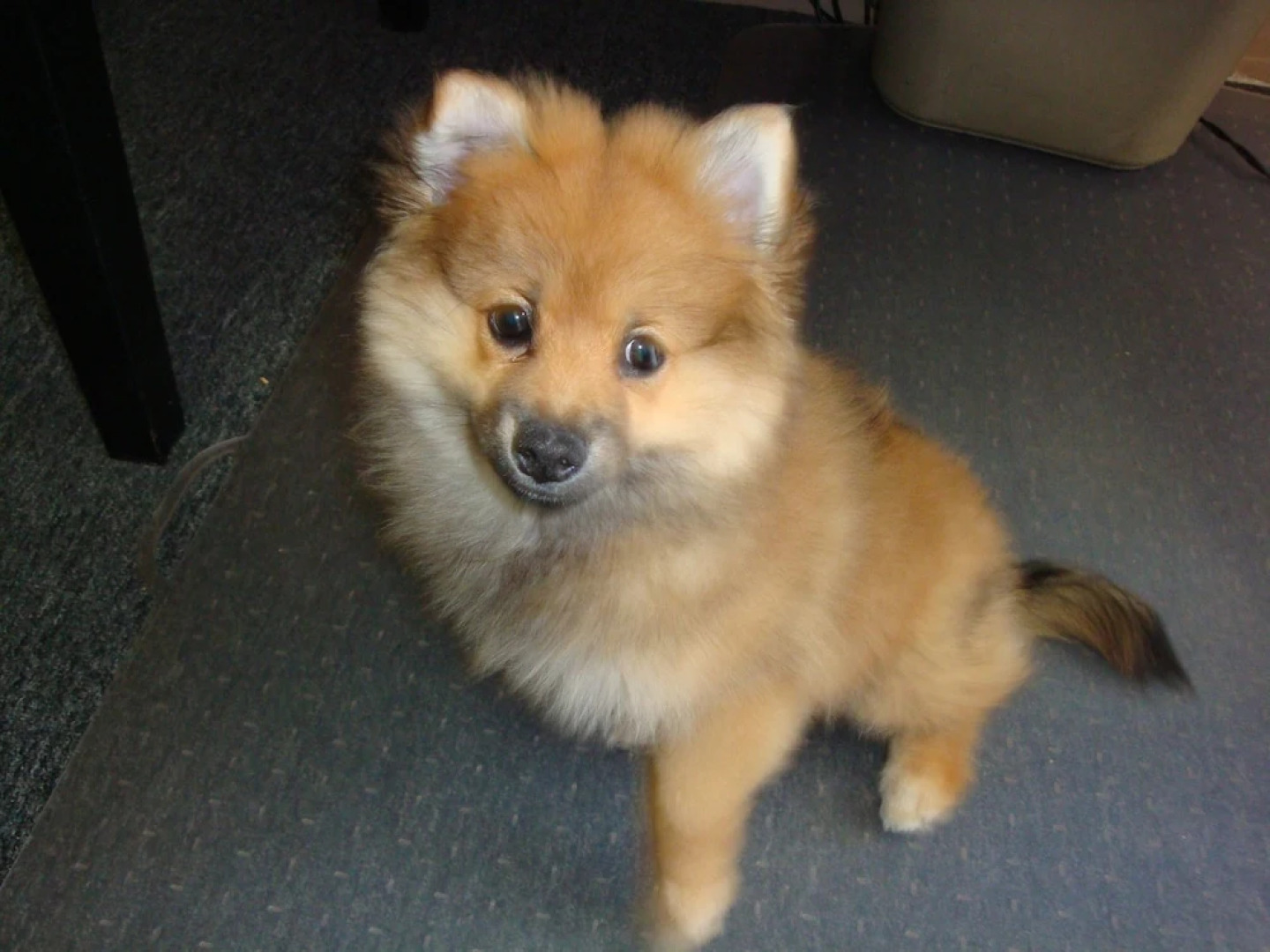 Santa Rosa Resort Vacation Rentals