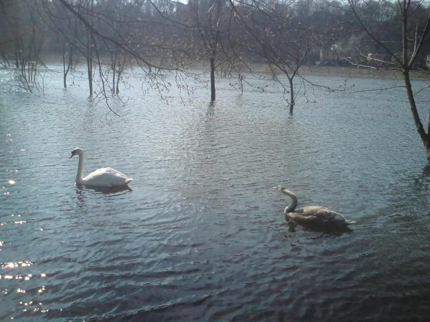Anykščių raj. Žalioji Stotelė