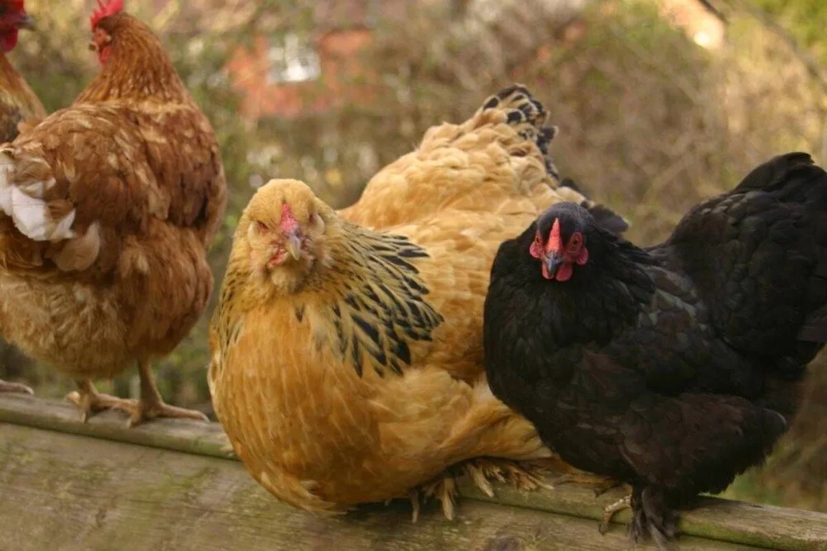 Thimbles Bed & Breakfast