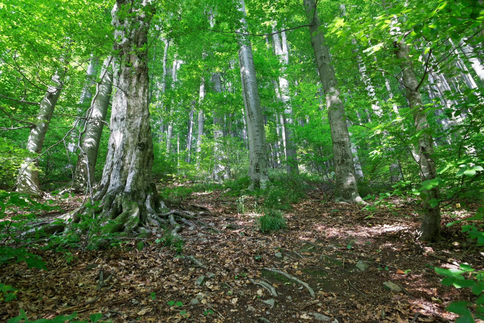Rural Homestead Trenkovo