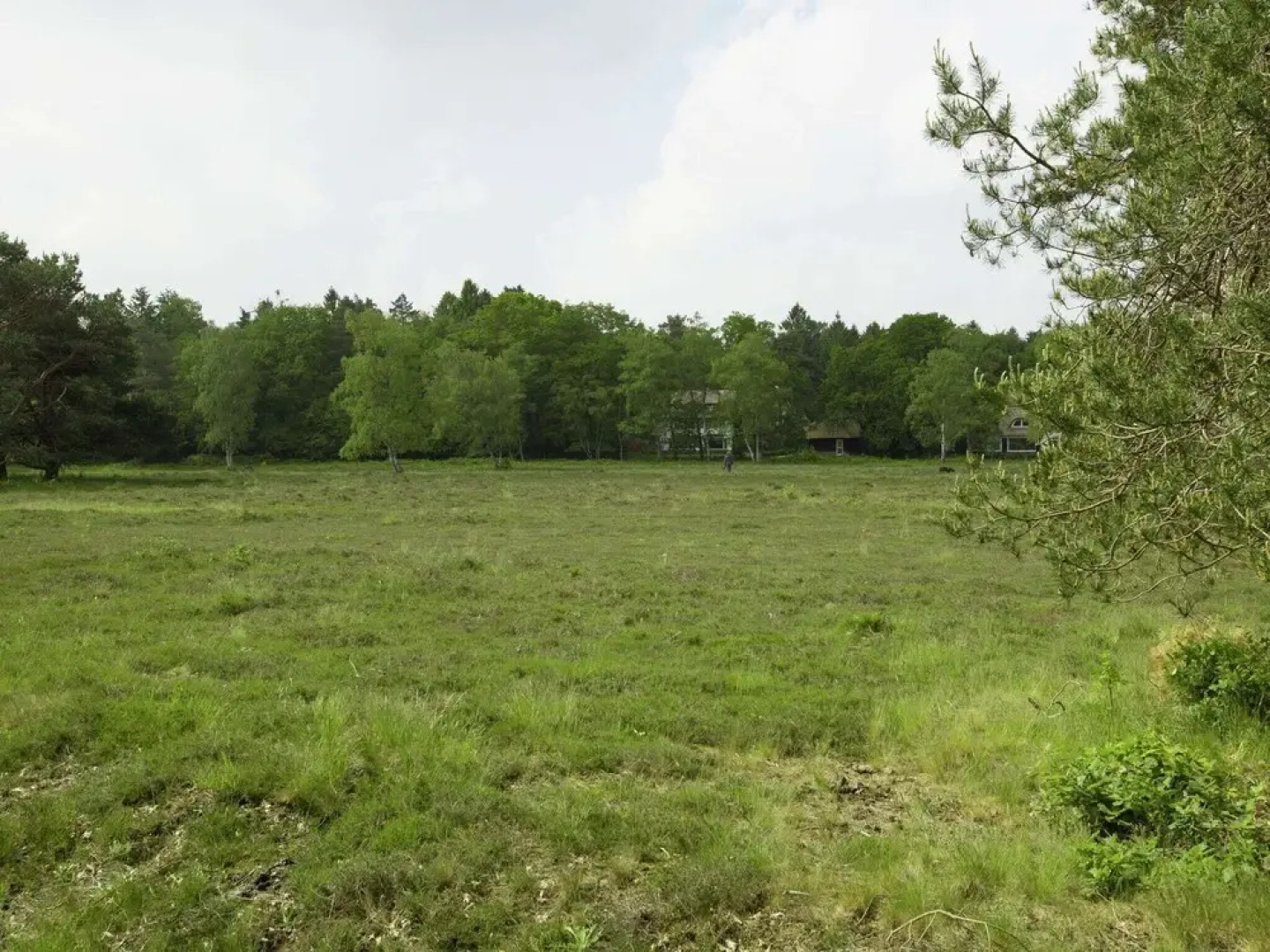 In the Middle of the Gooise Landscape