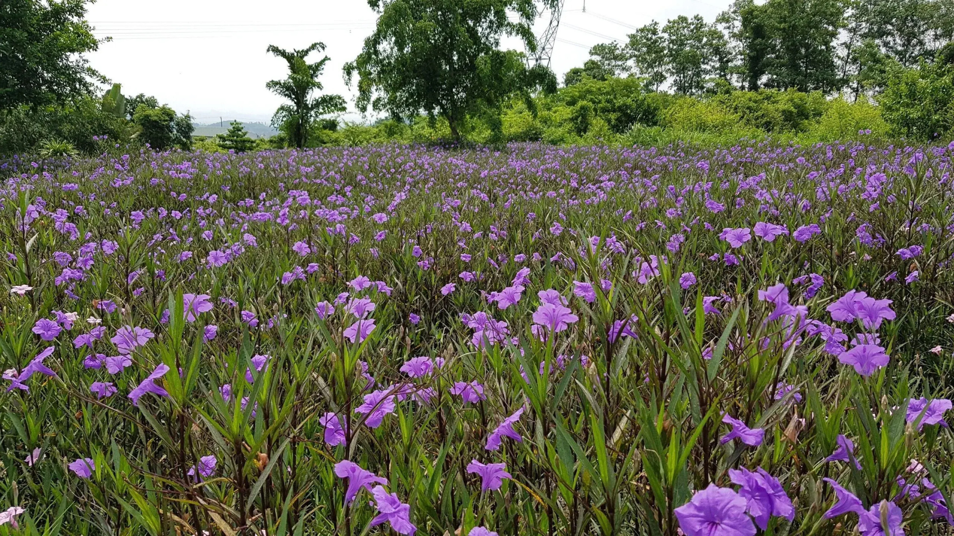 Cuc Phuong Resort and Spa