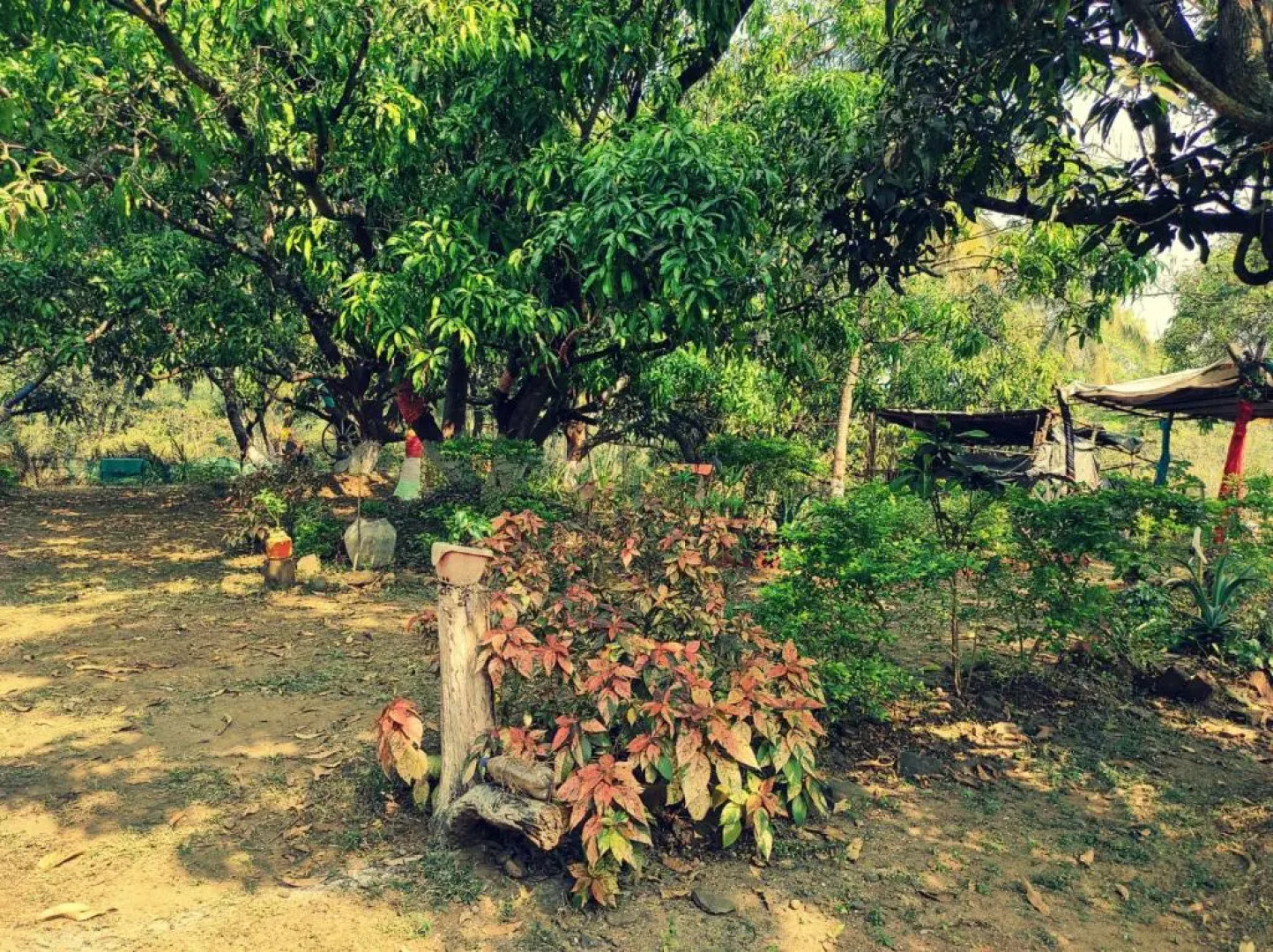 River Bird (Dalvi's Farm Tourism)