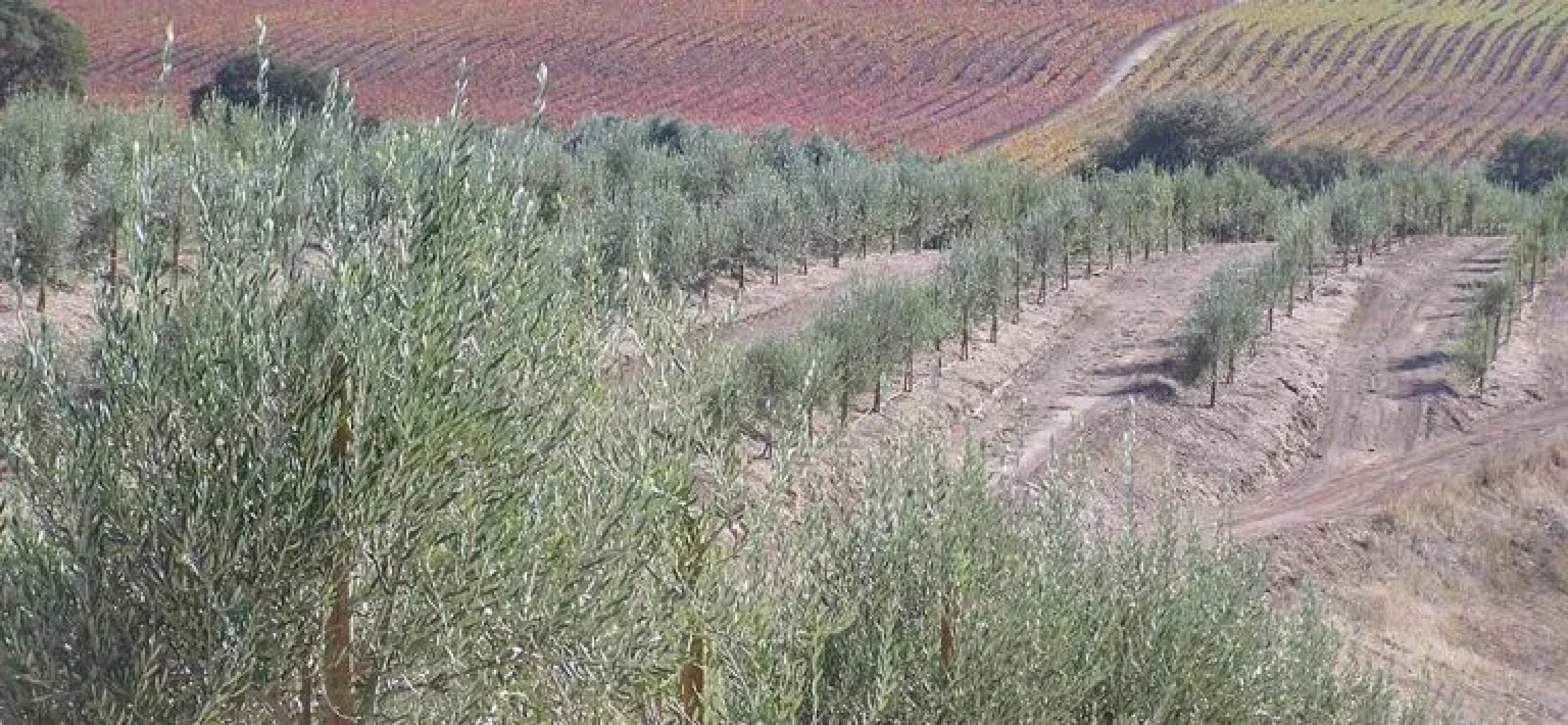 Alta Cresta Orchard & Inn