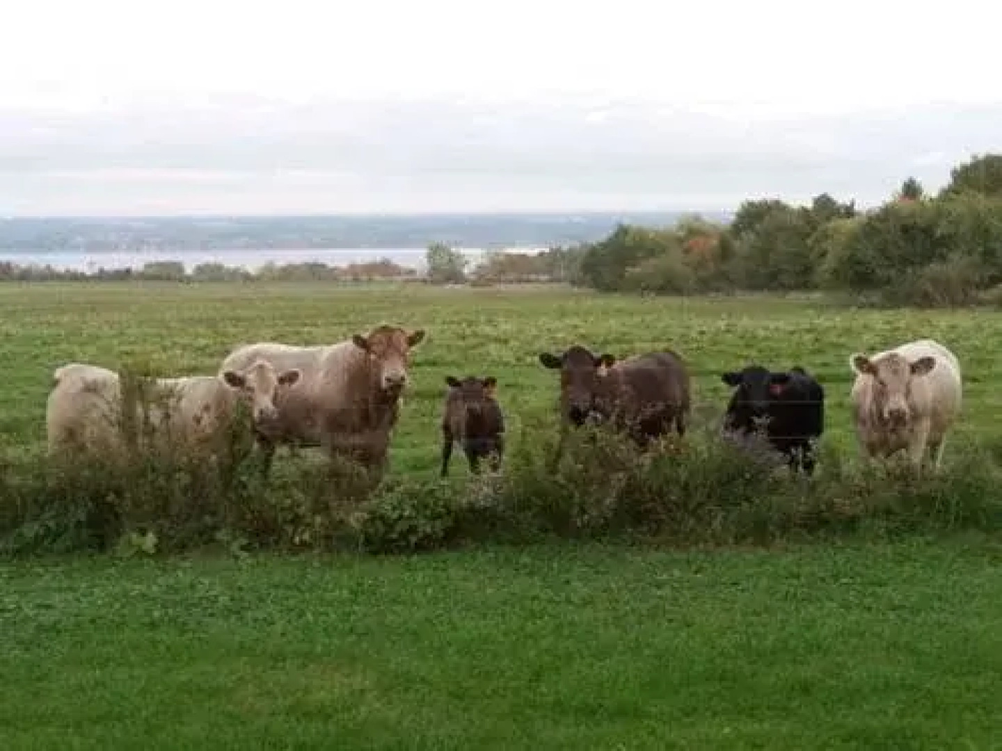 Cayuga Morning Star Bed and Breakfast