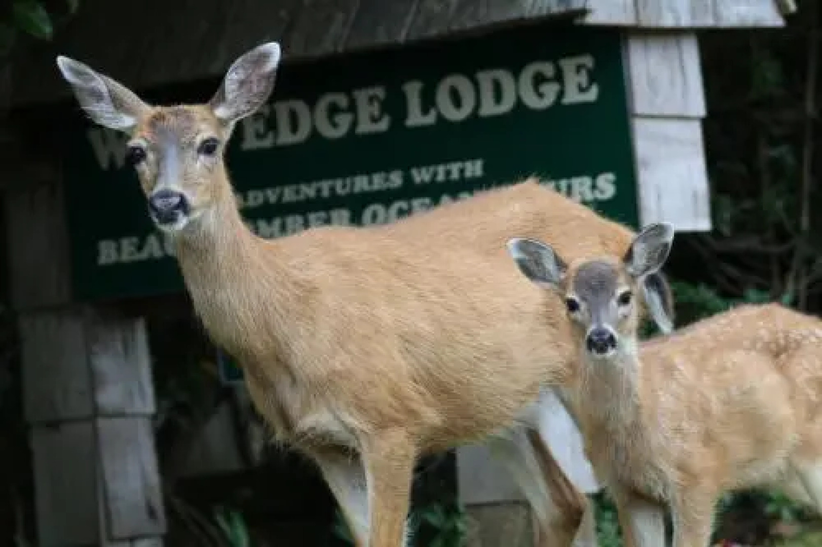 Wild Edge Lodge