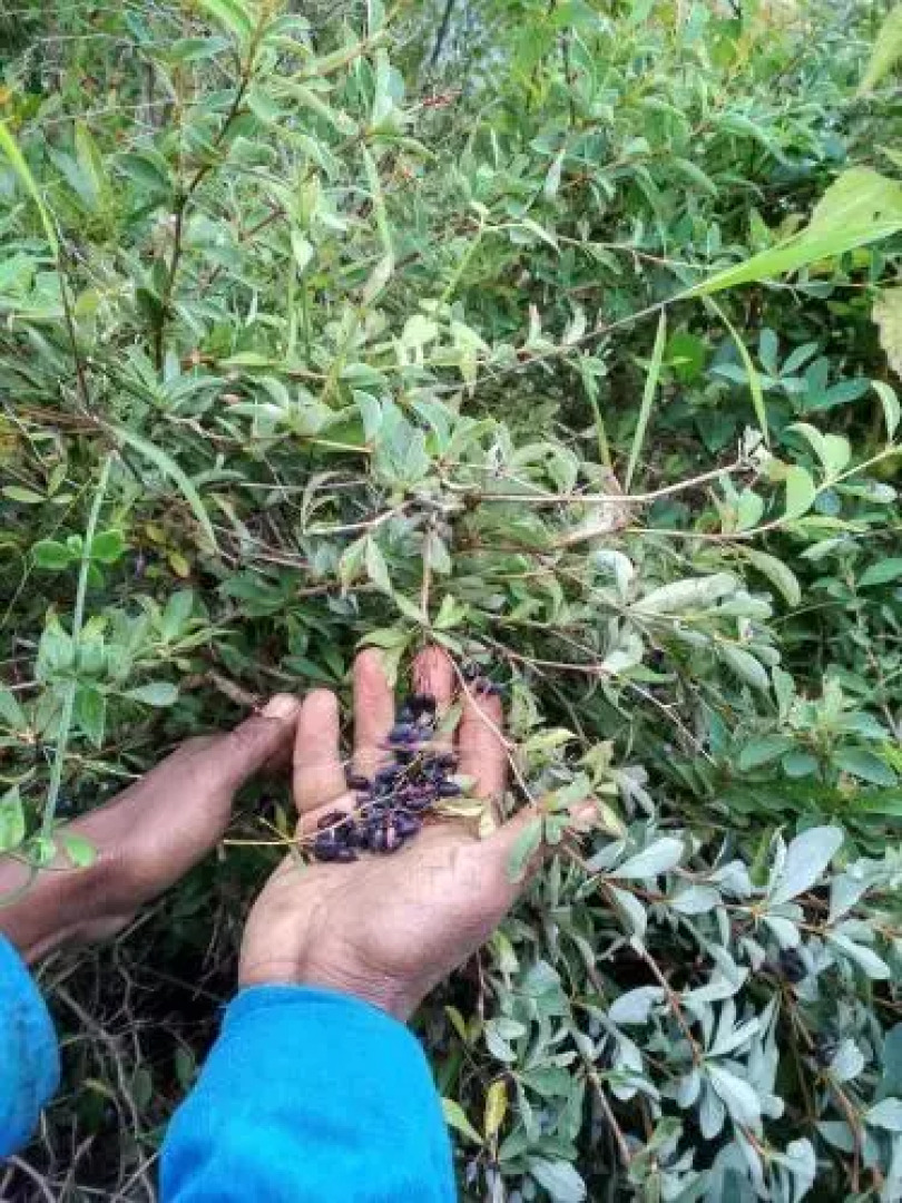 Wild Walkers by Vista Rooms