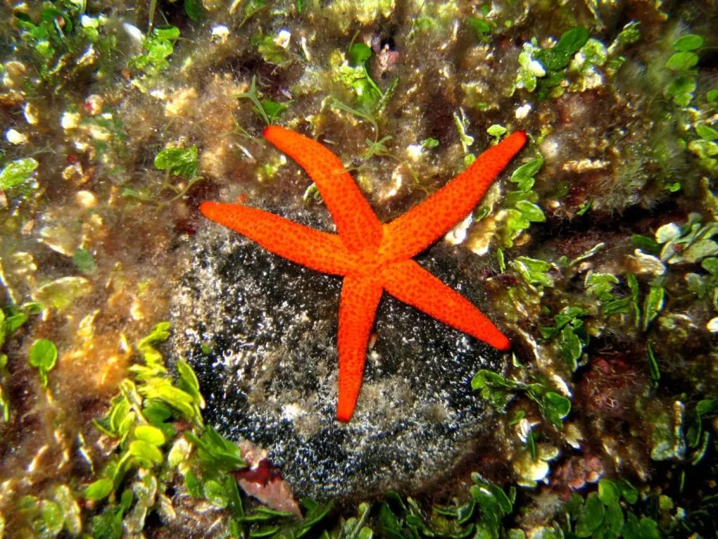 Priscapac Apartment Hotel