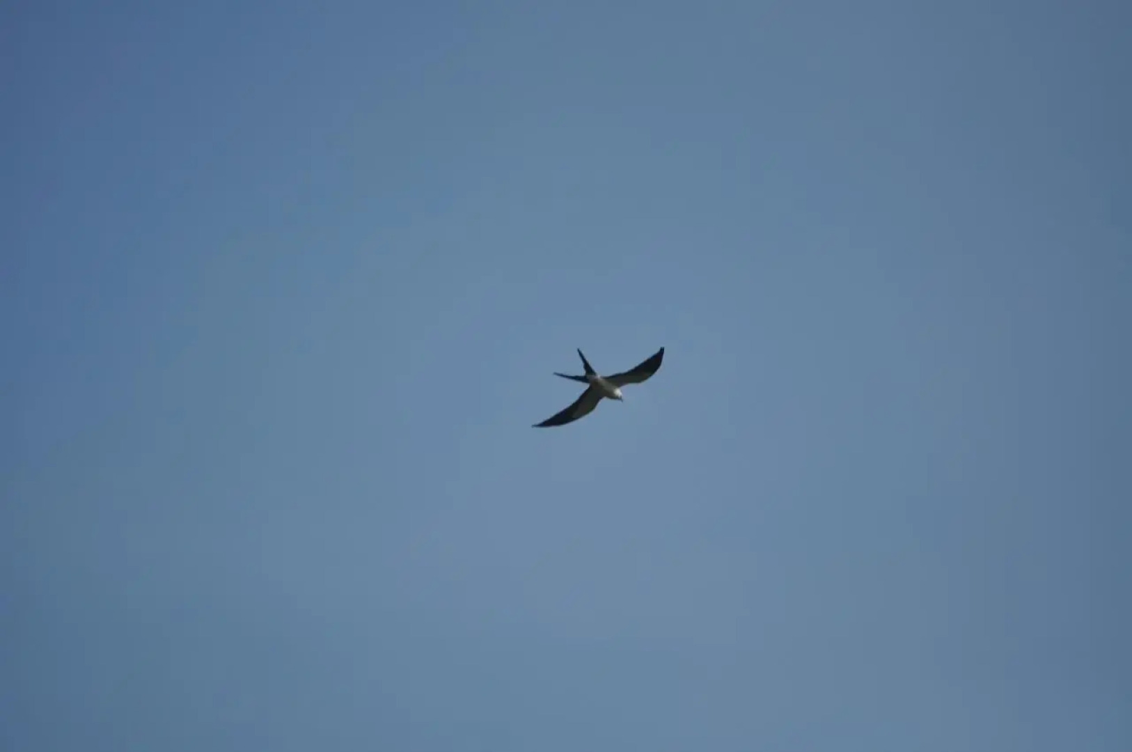 The Leatherback Lodge