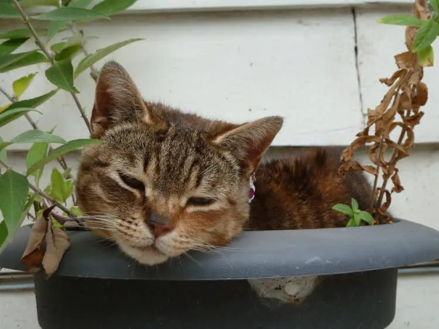 The Willows Guesthouse