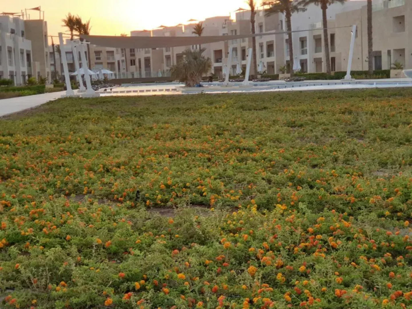 luxury apartment at Mangroovy El Gouna