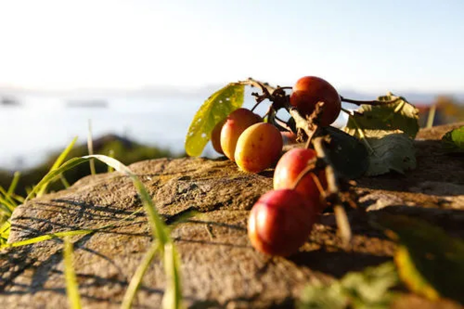 Bjørnefjorden Gjestetun