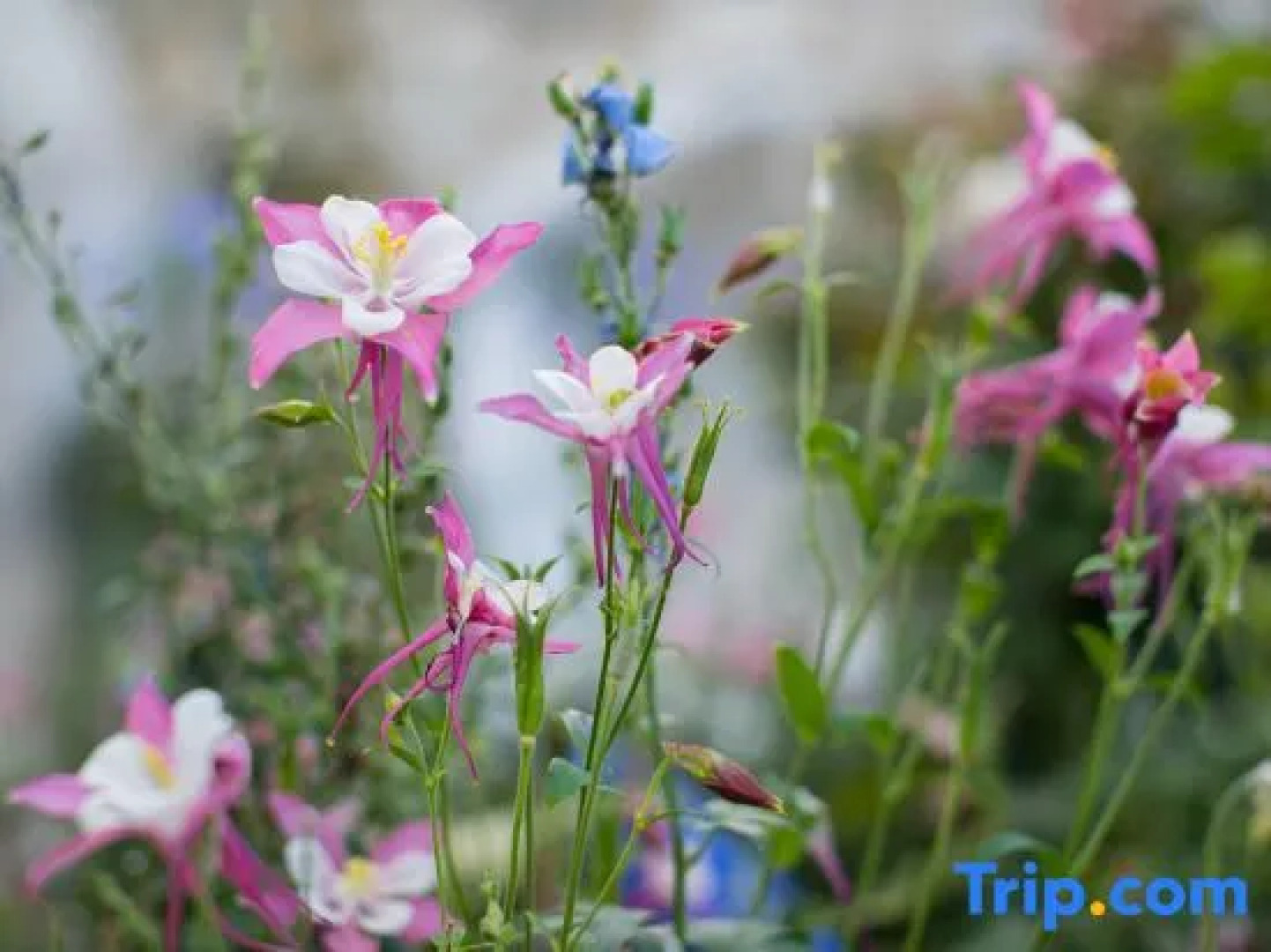 Tinghuatang Seaview Garden Inn