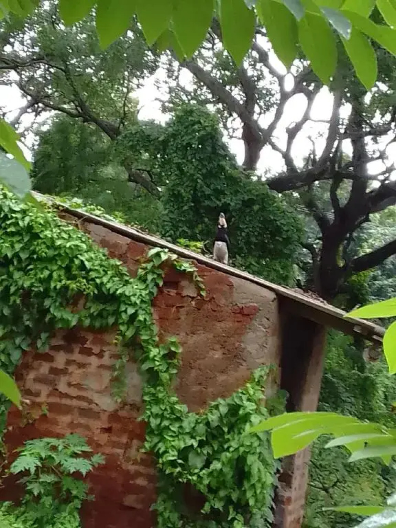 Mithi-la city home stay