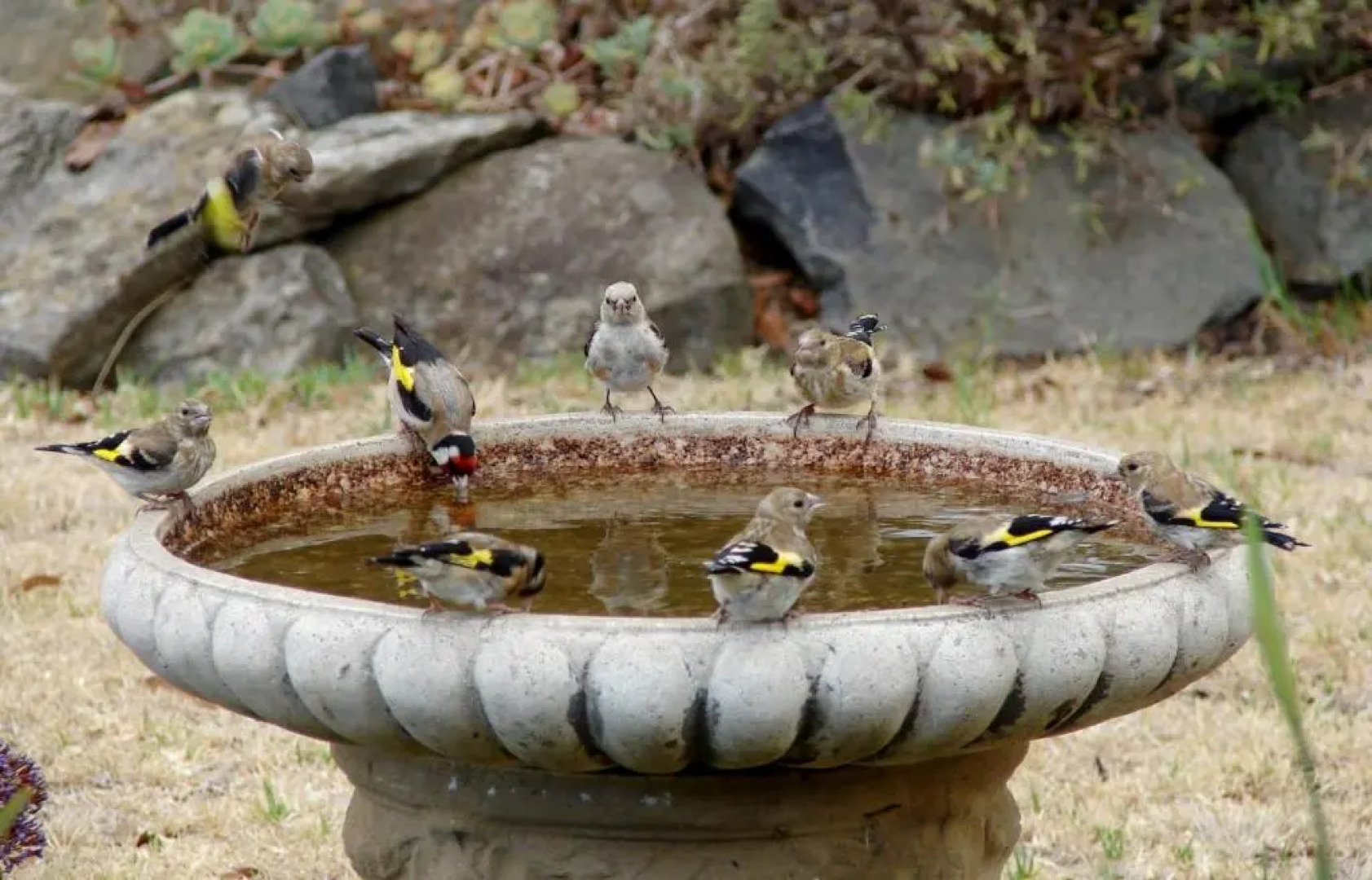 Austiny Bed and Breakfast Victor Harbor