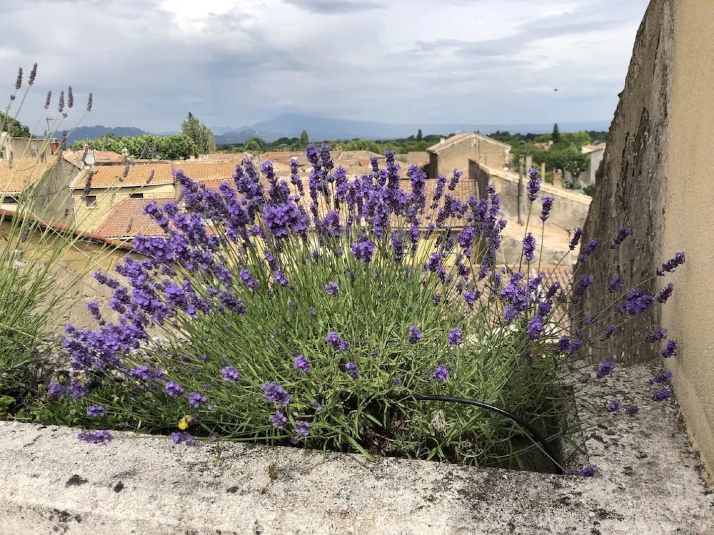 Entre vignes et dentelles