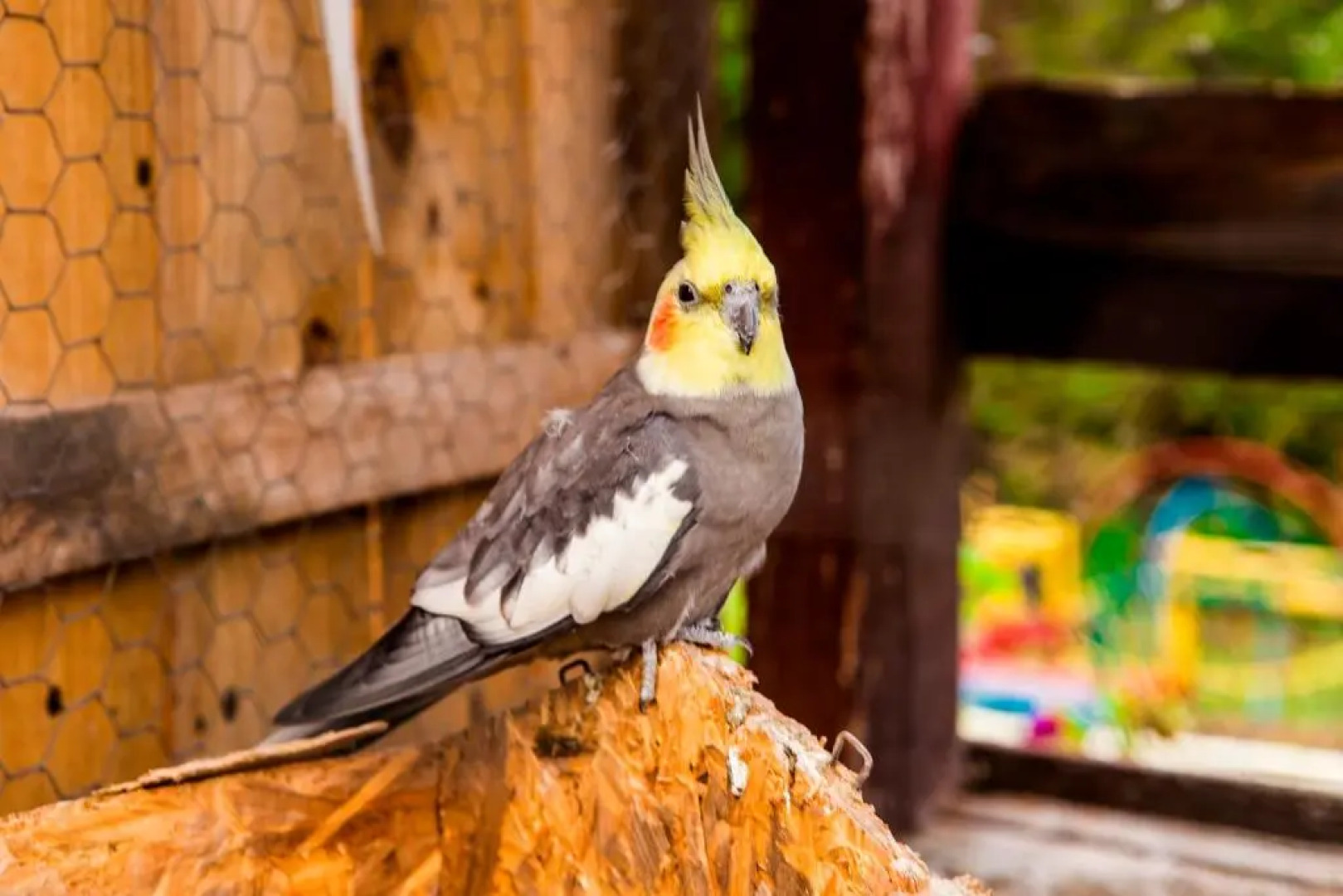 Hotel Fazenda Floresta Negra