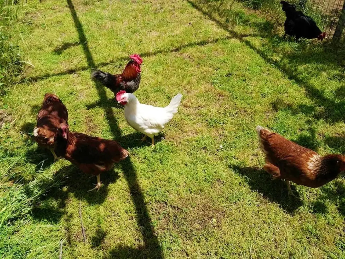 Mansion With 4 Bedrooms in Congosto, With Private Pool, Enclosed Garde