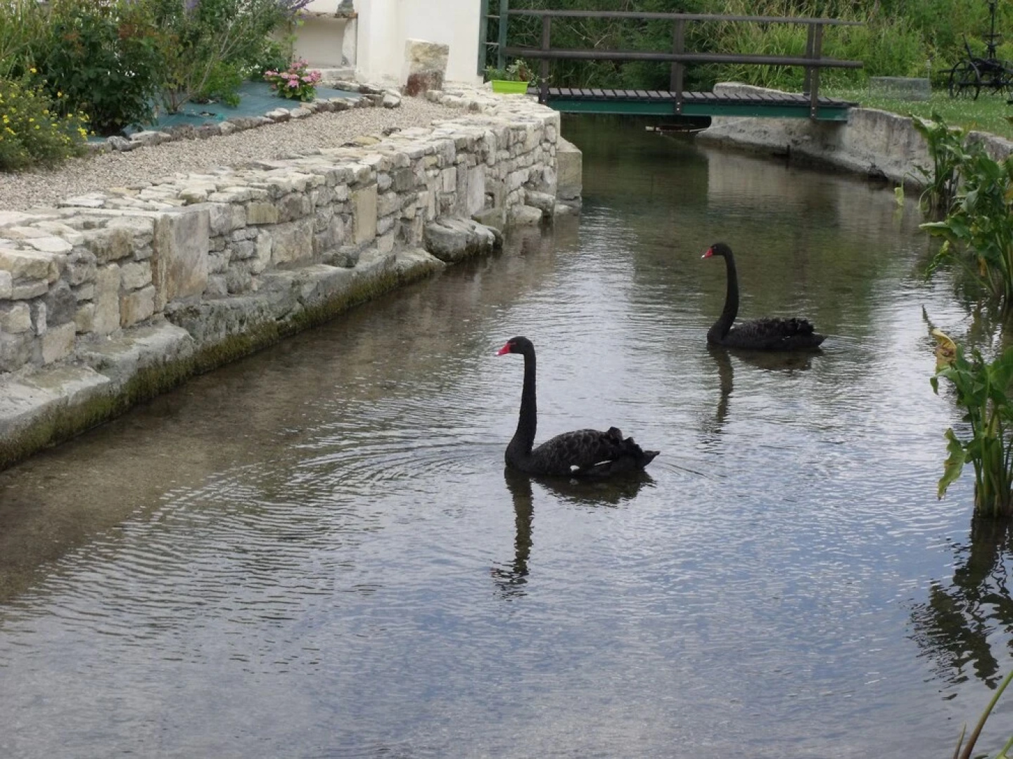 Chambre d'hôtes Les Cygnes Noirs