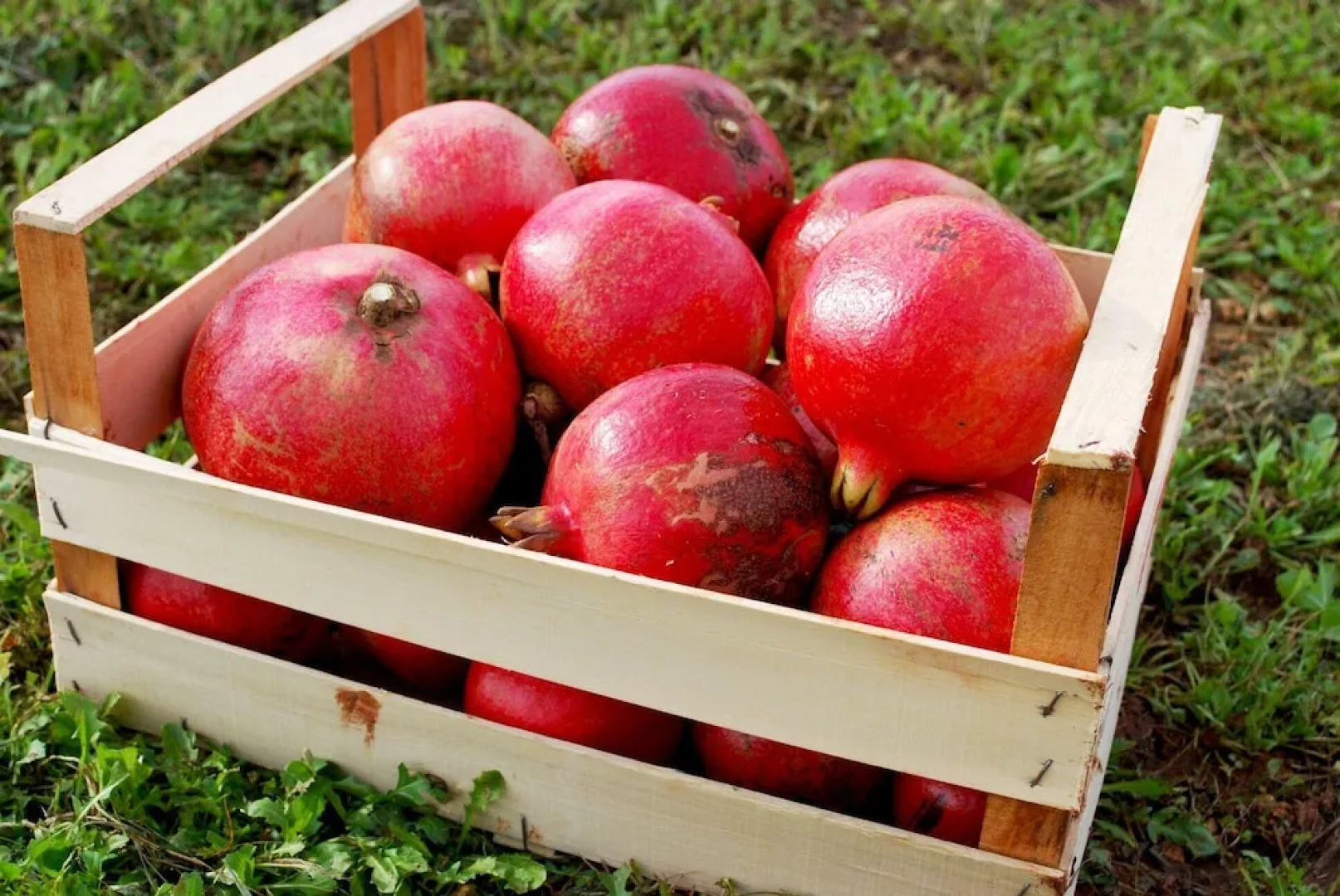 Agriturismo Masseria Galatea