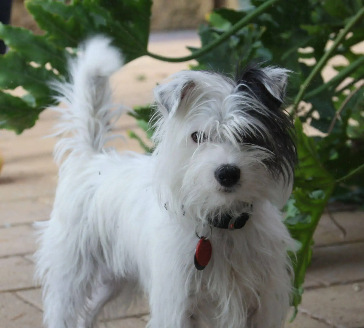 Greenocks Old Telegraph Station