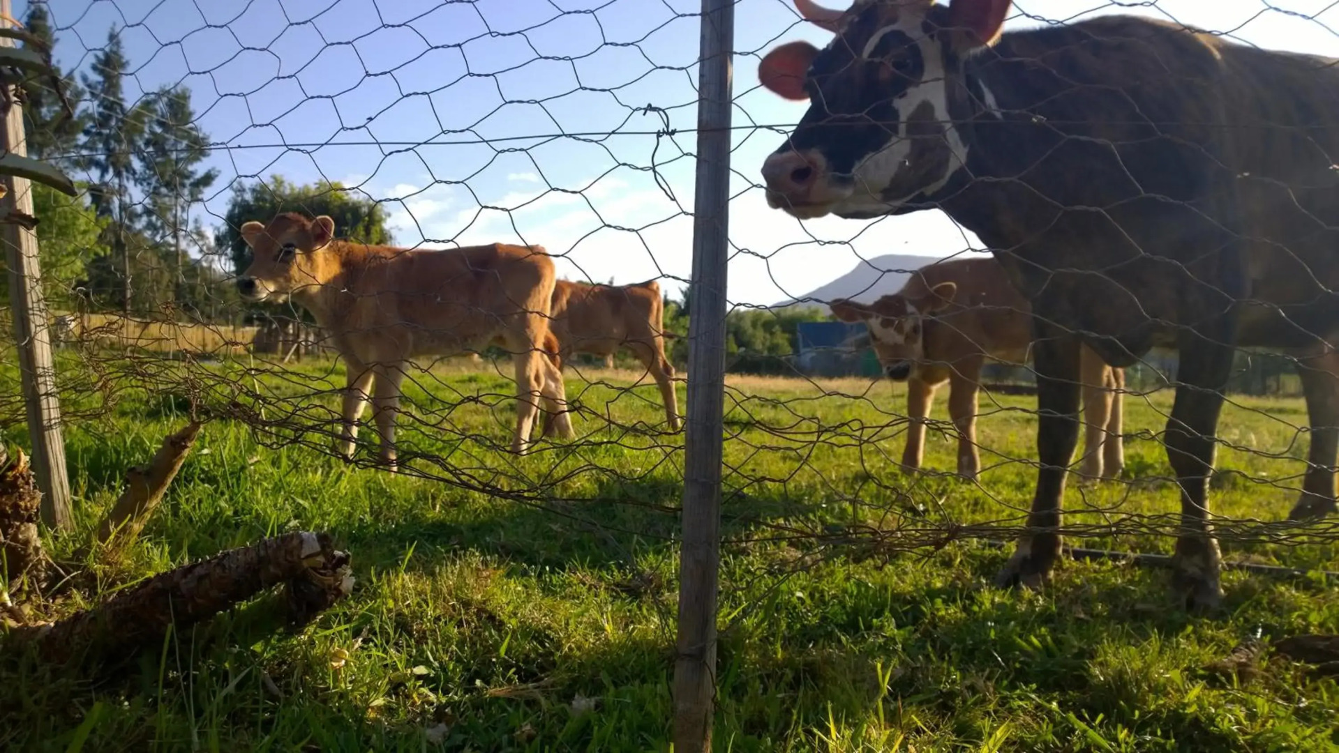 The Cottage 39 Steyn