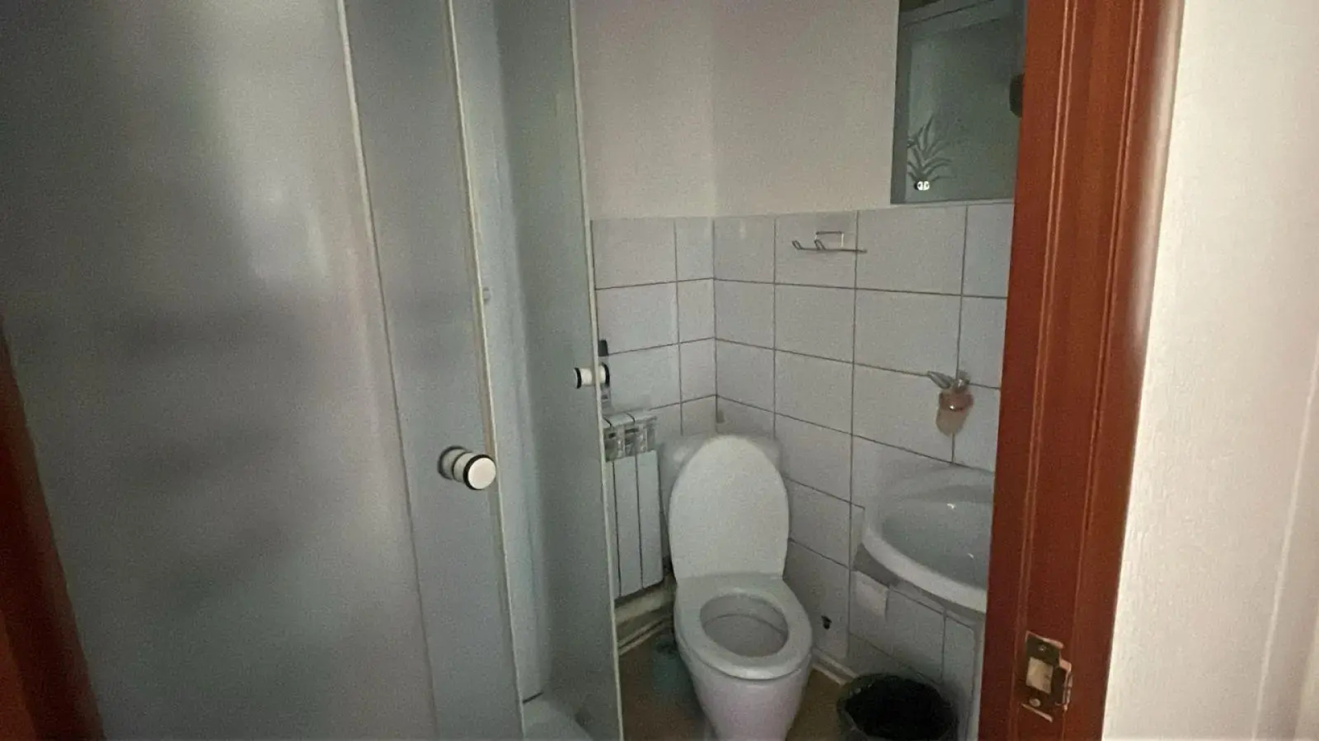 Кедр Золотой