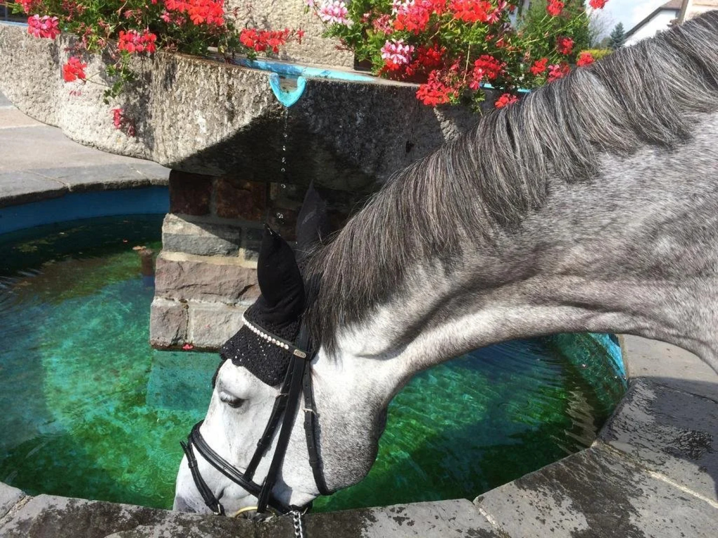 Pension Silberdistel