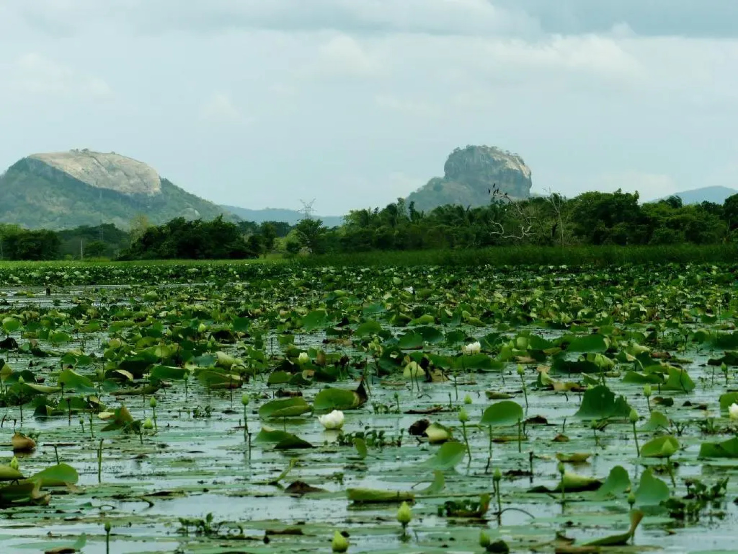 Athreya Ayurveda Ashram