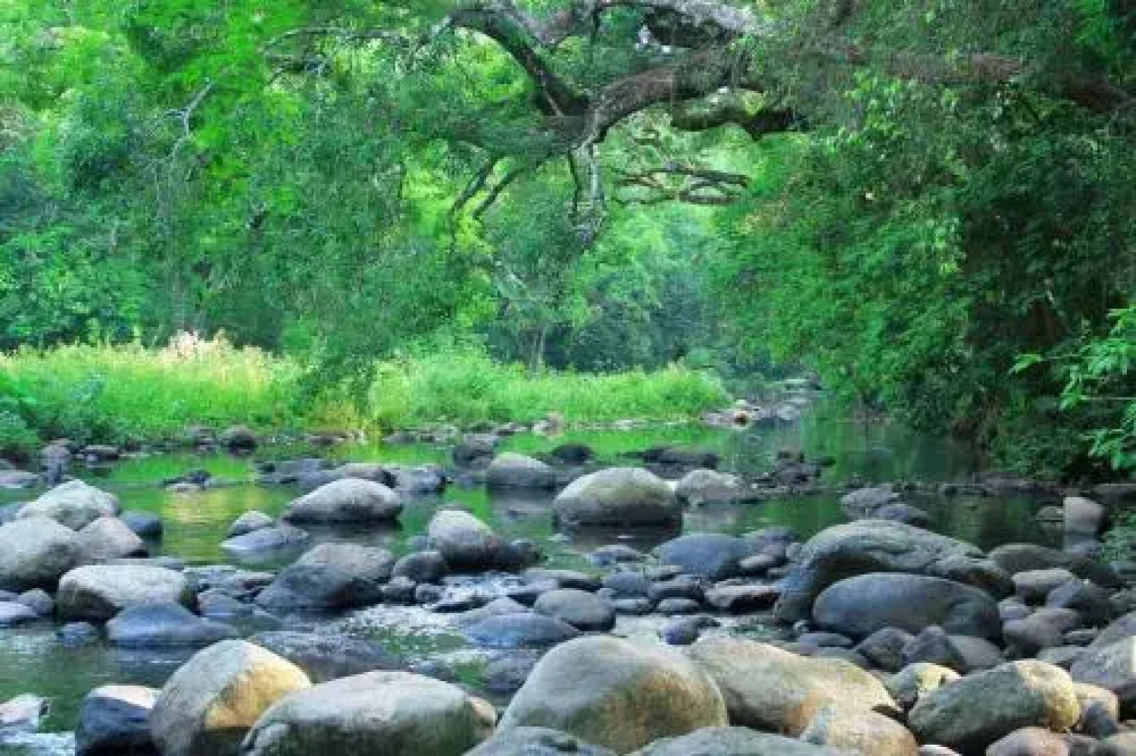 Tiger Tracks Holiday Resort – Mudumalai