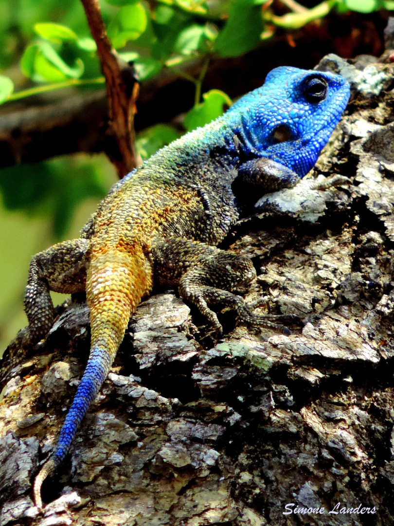 Leopard Mountain Safari Lodge