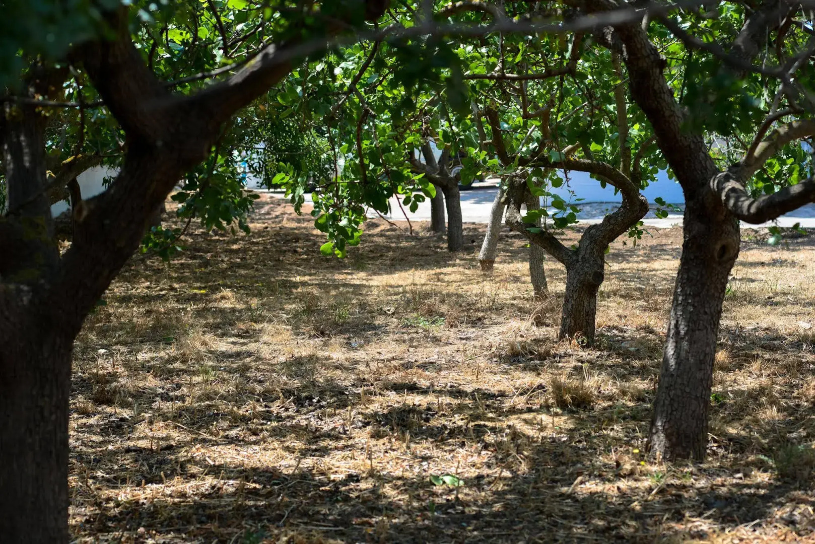 Xaroula Summer House